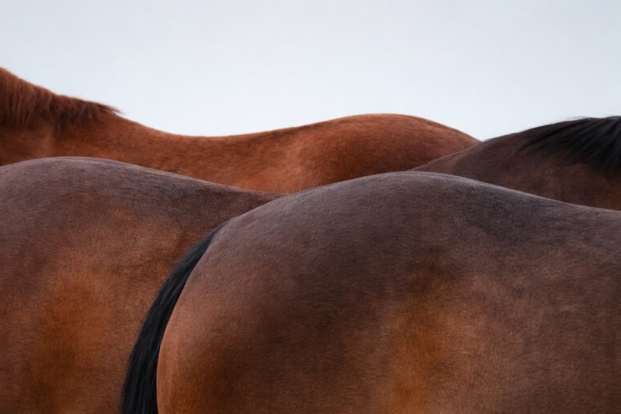 Verschiedene Pferderücken